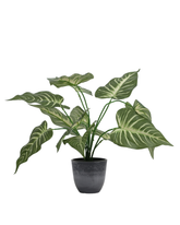 Artificial Striped Arrow Leaf Plant 45cm (1.5ft)